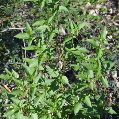 Solanum nodiflorum (Glossy Nightshade) at Moollattoo, NSW - 18 Jun 2020 by plants