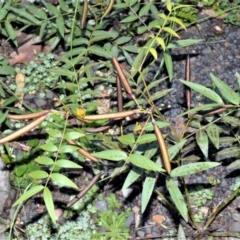 Senna clavigera (Pepper Leaf Senna) at Moollattoo, NSW - 18 Jun 2020 by plants