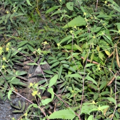 Sigesbeckia orientalis (Indian Weed) at Moollattoo, NSW - 18 Jun 2020 by plants