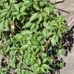 Cayratia clematidea (Slender Grape) at Morton National Park - 18 Jun 2020 by plants