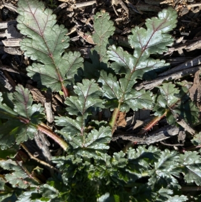 Erodium botrys (Long Storksbill) at Hughes, ACT - 20 Jun 2020 by KL