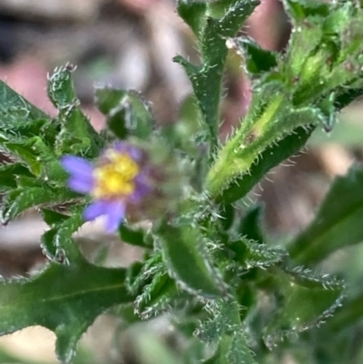 Vittadinia muelleri (Narrow-leafed New Holland Daisy) at Burra, NSW - 20 Jun 2020 by Safarigirl