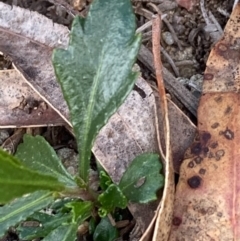 Unidentified Plant at Burra, NSW - 19 Jun 2020 by Safarigirl