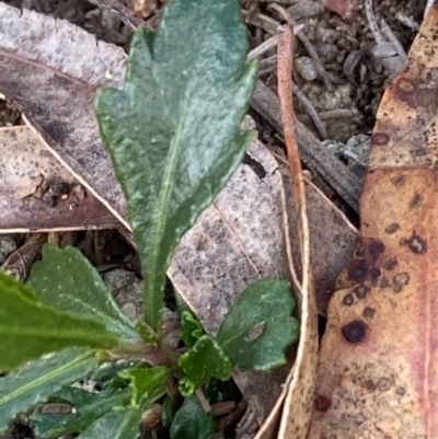 Unverified Plant at Burra, NSW - 20 Jun 2020 by Safarigirl