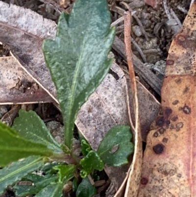 Unidentified Plant at Burra, NSW - 19 Jun 2020 by Safarigirl