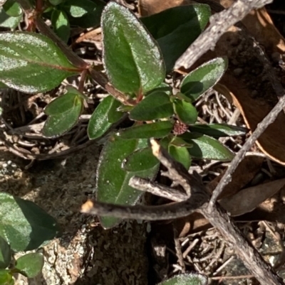 Opercularia hispida (Hairy Stinkweed) at Burra, NSW - 20 Jun 2020 by Safarigirl