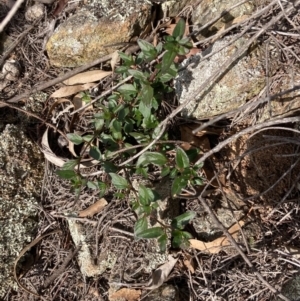 Opercularia hispida at Burra, NSW - 20 Jun 2020