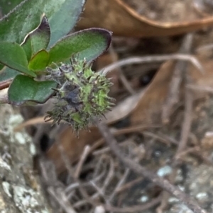 Opercularia hispida at Burra, NSW - 20 Jun 2020