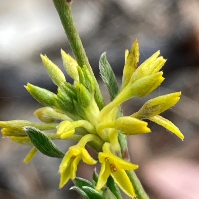 Pimelea curviflora var. sericea (Curved Riceflower) at Burra, NSW - 20 Jun 2020 by Safarigirl