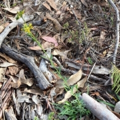Pimelea curviflora var. sericea at Burra, NSW - 20 Jun 2020