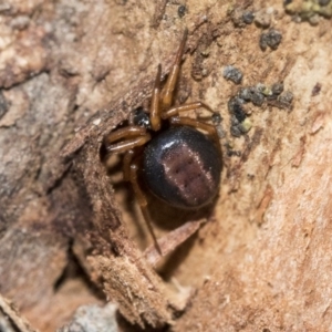 Euryopis umbilicata at Red Hill, ACT - 19 Jun 2020