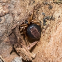 Euryopis umbilicata (Striped tick spider) at Red Hill, ACT - 19 Jun 2020 by AlisonMilton