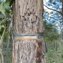 Eucalyptus sp. (A Gum Tree) at Broulee, NSW - 20 Jun 2020 by LisaH