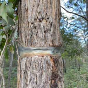 Eucalyptus sp. at Broulee, NSW - 20 Jun 2020
