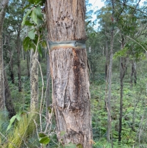 Eucalyptus sp. at Broulee, NSW - 20 Jun 2020