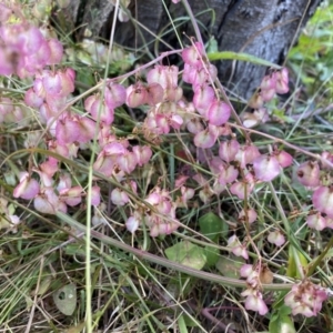 Rumex sagittatus at Broulee, NSW - 20 Jun 2020