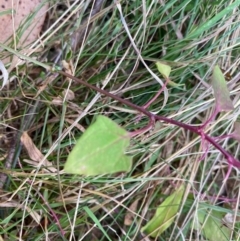 Rumex sagittatus at Broulee, NSW - 20 Jun 2020