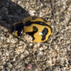 Coccinella transversalis (Transverse Ladybird) at Red Hill Nature Reserve - 19 Jun 2020 by AlisonMilton