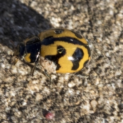 Coccinella transversalis (Transverse Ladybird) at Red Hill Nature Reserve - 19 Jun 2020 by AlisonMilton