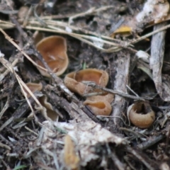 Peziza at Broulee Moruya Nature Observation Area - 20 Jun 2020 by LisaH