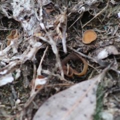 Peziza at Broulee, NSW - 20 Jun 2020 04:48 PM