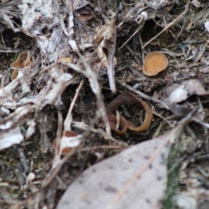 Peziza at Broulee, NSW - 20 Jun 2020 04:48 PM