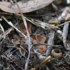 Peziza at Broulee, NSW - 20 Jun 2020 04:48 PM