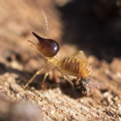 Nasutitermes exitiosus (Snouted termite, Gluegun termite) at Red Hill Nature Reserve - 19 Jun 2020 by AlisonMilton