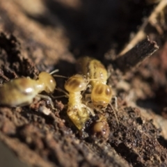 Nasutitermes exitiosus at Garran, ACT - suppressed