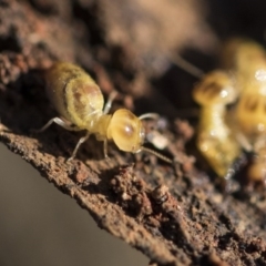 Nasutitermes exitiosus at Garran, ACT - 19 Jun 2020