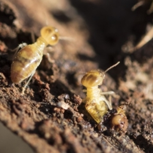 Nasutitermes exitiosus at Garran, ACT - suppressed