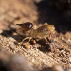 Nasutitermes exitiosus at Garran, ACT - 19 Jun 2020