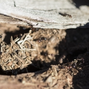 Papyrius nitidus at Garran, ACT - suppressed