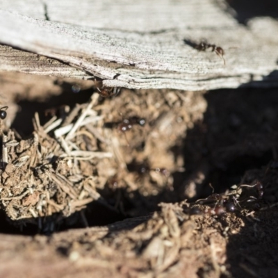 Papyrius nitidus (Shining Coconut Ant) at Red Hill Nature Reserve - 19 Jun 2020 by AlisonMilton