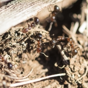 Papyrius nitidus at Garran, ACT - suppressed