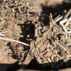 Papyrius nitidus at Garran, ACT - 19 Jun 2020