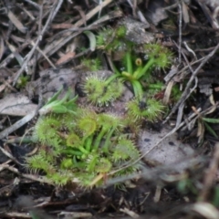 Drosera sp. (A Sundew) at Broulee, NSW - 20 Jun 2020 by LisaH