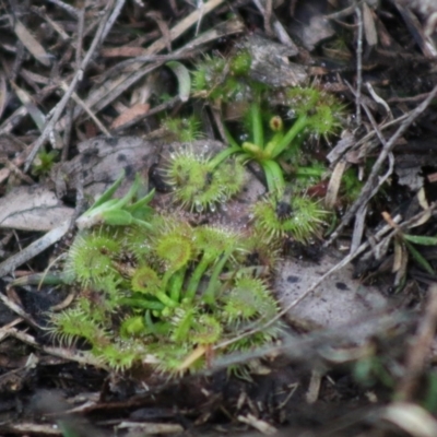 Drosera (genus) (A Sundew) at Broulee, NSW - 20 Jun 2020 by LisaH