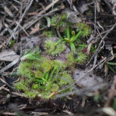 Drosera sp. (A Sundew) at Broulee Moruya Nature Observation Area - 20 Jun 2020 by LisaH