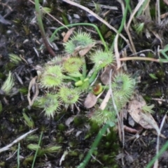 Drosera sp. at Broulee, NSW - 20 Jun 2020