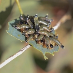 Pseudoperga sp. (genus) (Sawfly, Spitfire) at Holt, ACT - 17 Jun 2020 by AlisonMilton