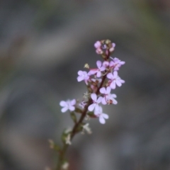 Stylidium graminifolium (grass triggerplant) at Broulee, NSW - 20 Jun 2020 by LisaH