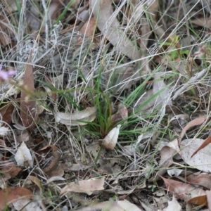 Stylidium graminifolium at Broulee, NSW - 20 Jun 2020