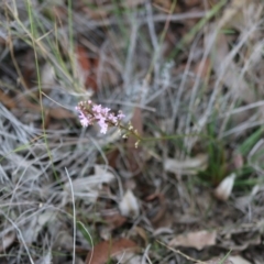 Stylidium graminifolium at Broulee, NSW - 20 Jun 2020 04:28 PM