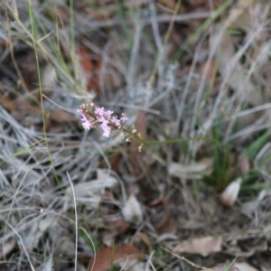 Stylidium graminifolium at Broulee, NSW - 20 Jun 2020