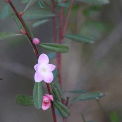 Crowea exalata subsp. magnifolia at Broulee Moruya Nature Observation Area - 19 Jun 2020 by LisaH