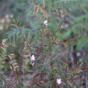 Crowea exalata subsp. magnifolia at Moruya, NSW - suppressed