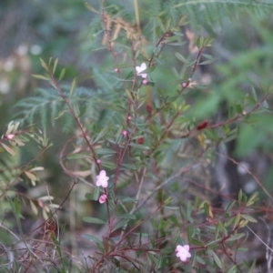 Crowea exalata subsp. magnifolia at Moruya, NSW - 19 Jun 2020