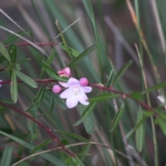 Crowea exalata subsp. magnifolia at Moruya, NSW - suppressed