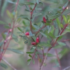 Crowea exalata subsp. magnifolia at Moruya, NSW - suppressed